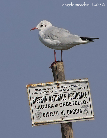 Gabbiano comune riservato